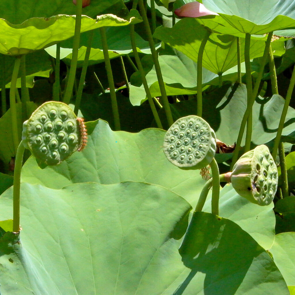 Aggregates of achenes of Nelumbo (lotus)