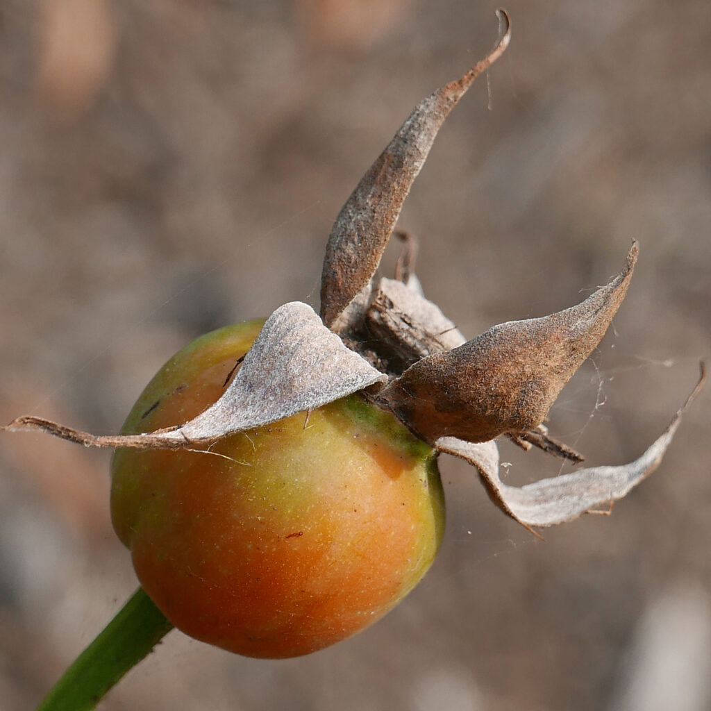 Aggregate of achenes rose hip