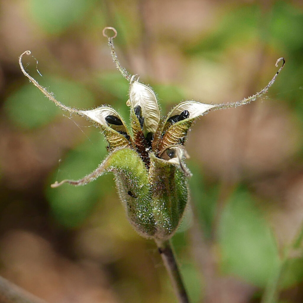 Five follicles of native Aquilegia canadensis with seeds