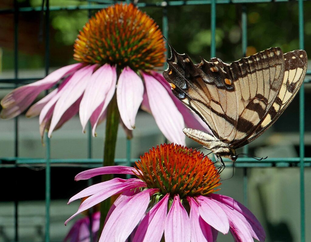 Eastern tiger swallowtail butterfly on Midwest native Echinacea purpurea (purple coneflower) in July.
