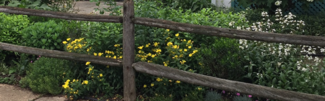 Native plants in front garden with fence.