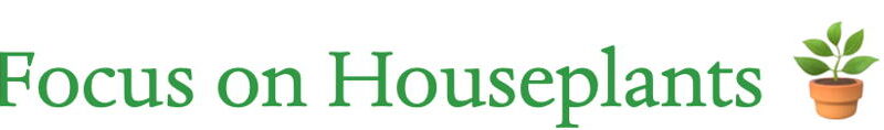 Focus on Houseplants