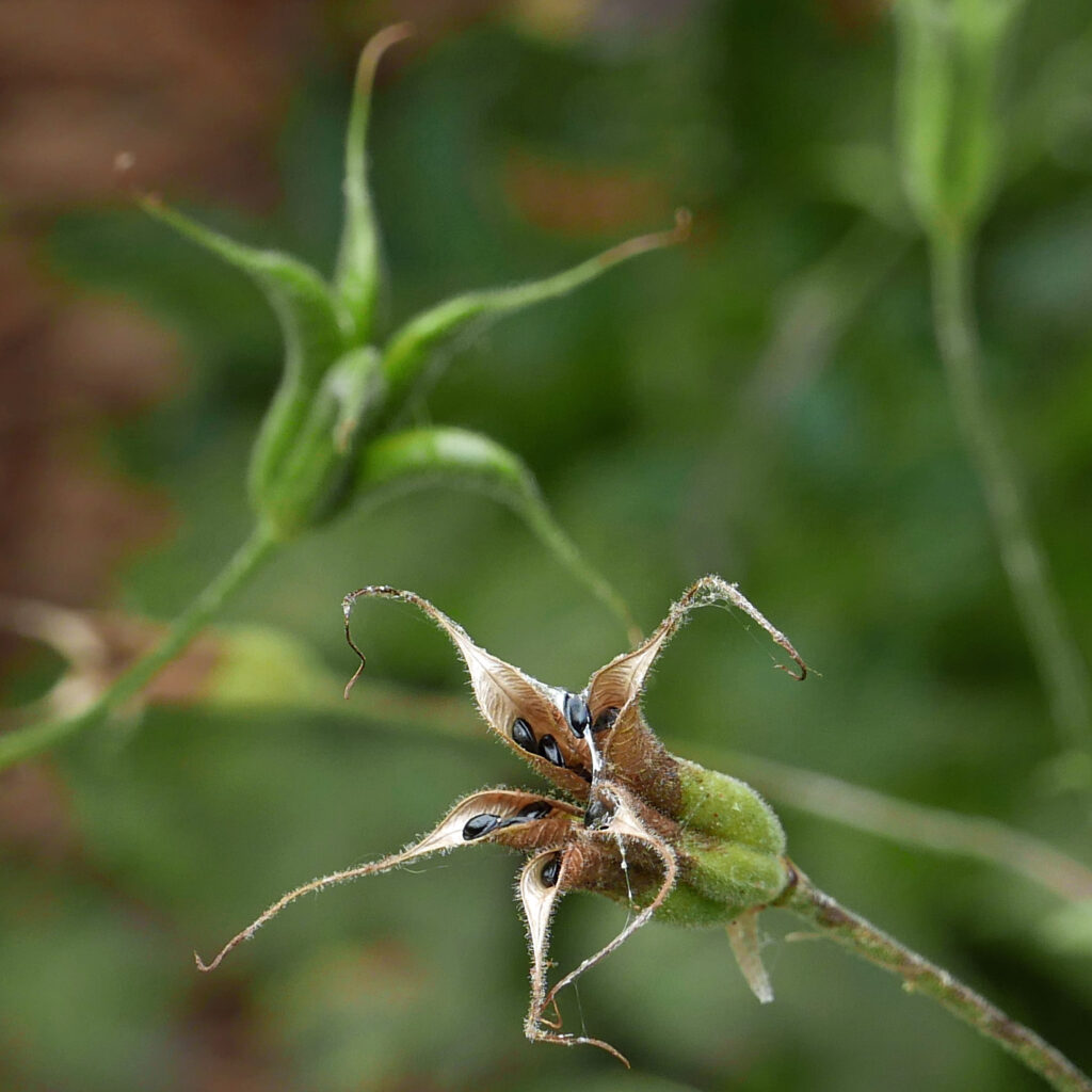 Aggregated follicles of Aquilegia canadensis