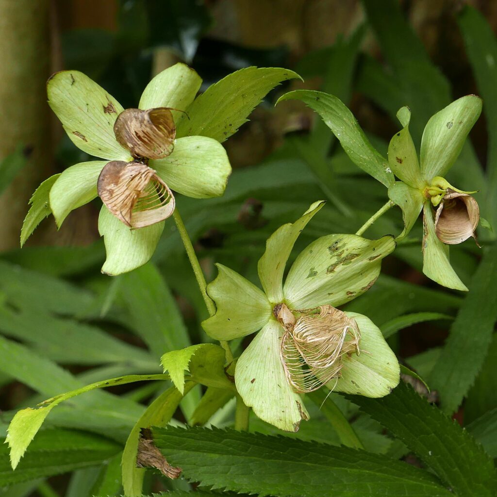 Aggregates of follicles of Helleborus
