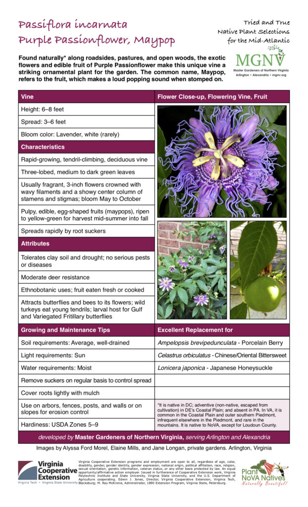 Found naturally* along roadsides, pastures, and open woods, the exotic flowers and edible fruit of Purple Passionflower make this unique vine a striking ornamental plant for the garden. The common name, Maypop, refers to the fruit, which makes a loud popping sound when stomped on. Vine Flower Close-up, Flowering Vine, Fruit Height: 6–8 feet Spread: 3–6 feet Bloom color: Lavender, white (rarely) Characteristics Rapid-growing, tendril-climbing, deciduous vine Three-lobed, medium to dark green leaves Usually fragrant, 3-inch flowers crowned with wavy filaments and a showy center column of stamens and stigmas; bloom May to October Pulpy, edible, egg-shaped fruits (maypops), ripen to yellow-green for harvest mid-summer into fall Spreads rapidly by root suckers Attributes Tolerates clay soil and drought; no serious pests or diseases Moderate deer resistance Ethnobotanic uses; fruit eaten fresh or cooked Attracts butterflies and bees to its flowers; wild turkeys eat young tendrils; larval host for Gulf and Variegated Fritillary butterflies Growing and Maintenance Tips Excellent Replacement for Soil requirements: Average, well-drained Ampelopsis brevipedunculata - Porcelain Berry Light requirements: Sun Celastrus orbiculatus - Chinese/Oriental Bittersweet Water requirements: Moist Lonicera japonica - Japanese Honeysuckle Remove suckers on regular basis to control spread Cover roots lightly with mulch Use on arbors, fences, posts, and walls or on slopes for erosion control *It is native in DC; adventive (non-native, escaped from cultivation) in DE’s Coastal Plain; and absent in PA. In VA, it is common in the Coastal Plain and outer southern Piedmont, infrequent elsewhere in the Piedmont, and rare in the mountains. It is native to NoVA, except for Loudoun County. Hardiness: USDA Zones 5–9 developed by Master Gardeners of Northern Virginia, serving Arlington and Alexandria Images by Alyssa Ford Morel, Elaine Mills, and Jane Longan, private gardens. Arlington, Virginia
