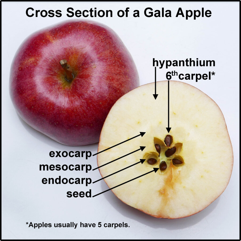 Cross section of a Gala apple