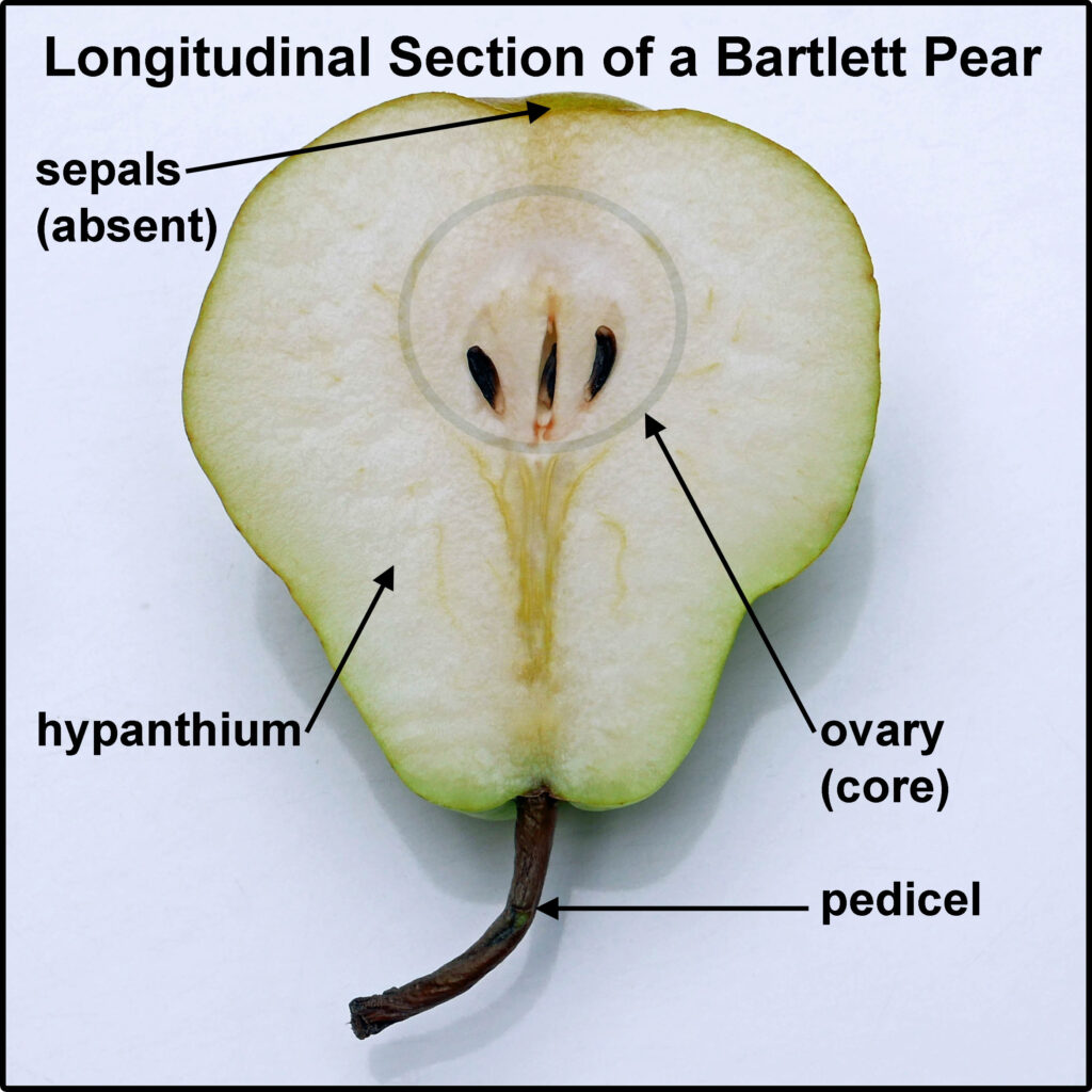 Longitudinal section of a Bartlett pear