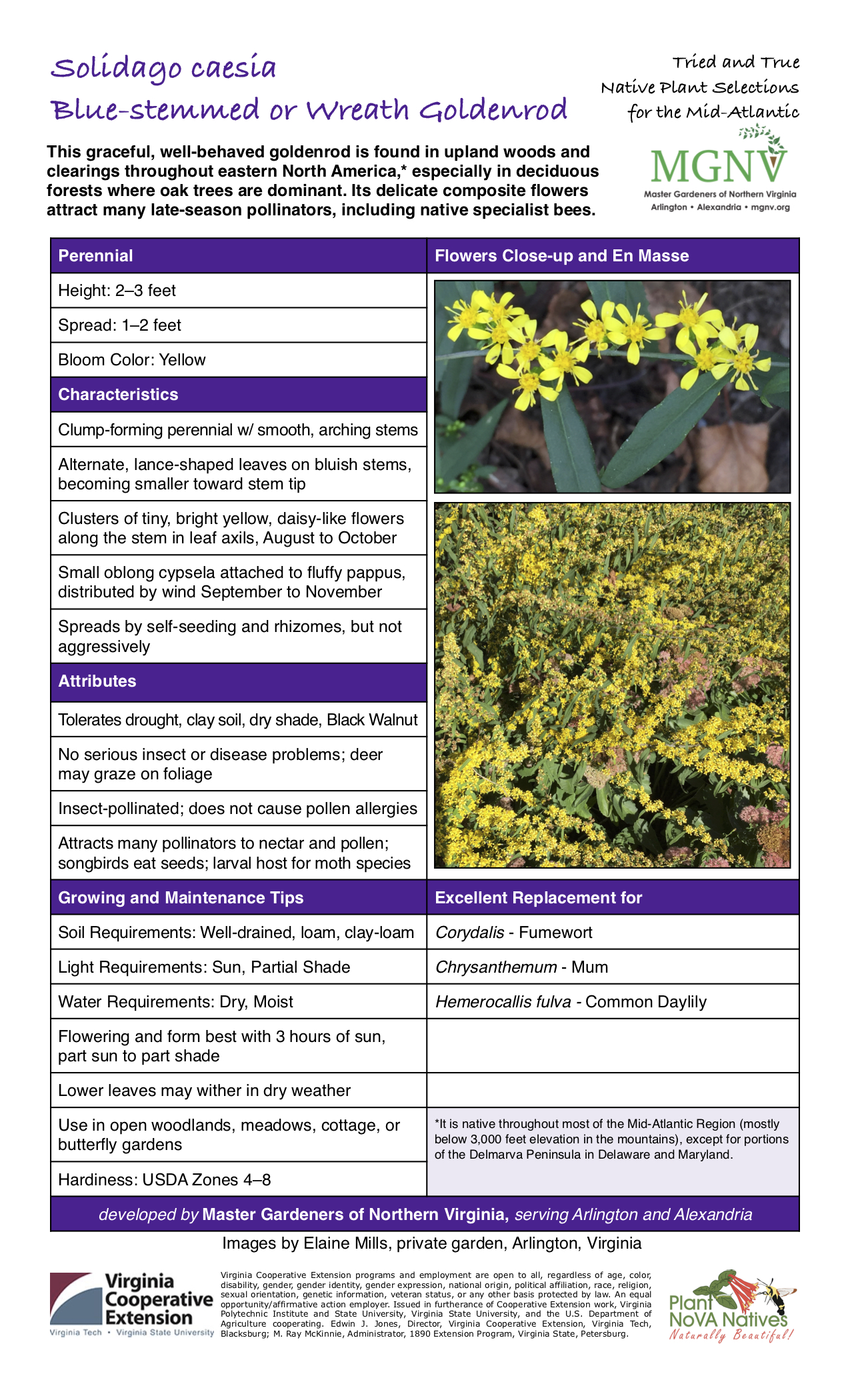 Perennial Height: 2–3 feet Spread: 1–2 feet Bloom Color: Yellow Characteristics Clump-forming perennial w/ smooth, arching stems Alternate, lance-shaped leaves on bluish stems, becoming smaller toward stem tip Clusters of tiny, bright yellow, daisy-like flowers along the stem in leaf axils, August to October Small oblong cypsela attached to fluffy pappus, distributed by wind September to November Spreads by self-seeding and rhizomes, but not aggressively Attributes Tolerates drought, clay soil, dry shade, Black Walnut No serious insect or disease problems; deer may graze on foliage Insect-pollinated; does not cause pollen allergies Attracts many pollinators to nectar and pollen; songbirds eat seeds; larval host for moth species Growing and Maintenance Tips Soil Requirements: Well-drained, loam, clay-loam Light Requirements: Sun, Partial Shade Water Requirements: Dry, Moist Flowering and form best with 3 hours of sun, part sun to part shade Lower leaves may wither in dry weather Use in open woodlands, meadows, cottage, or butterfly gardens Hardiness: USDA Zones 4–8 Excellent Replacement for Corydalis - Fumewort Chrysanthemum - Mum Hemerocallis fulva - Common Daylily