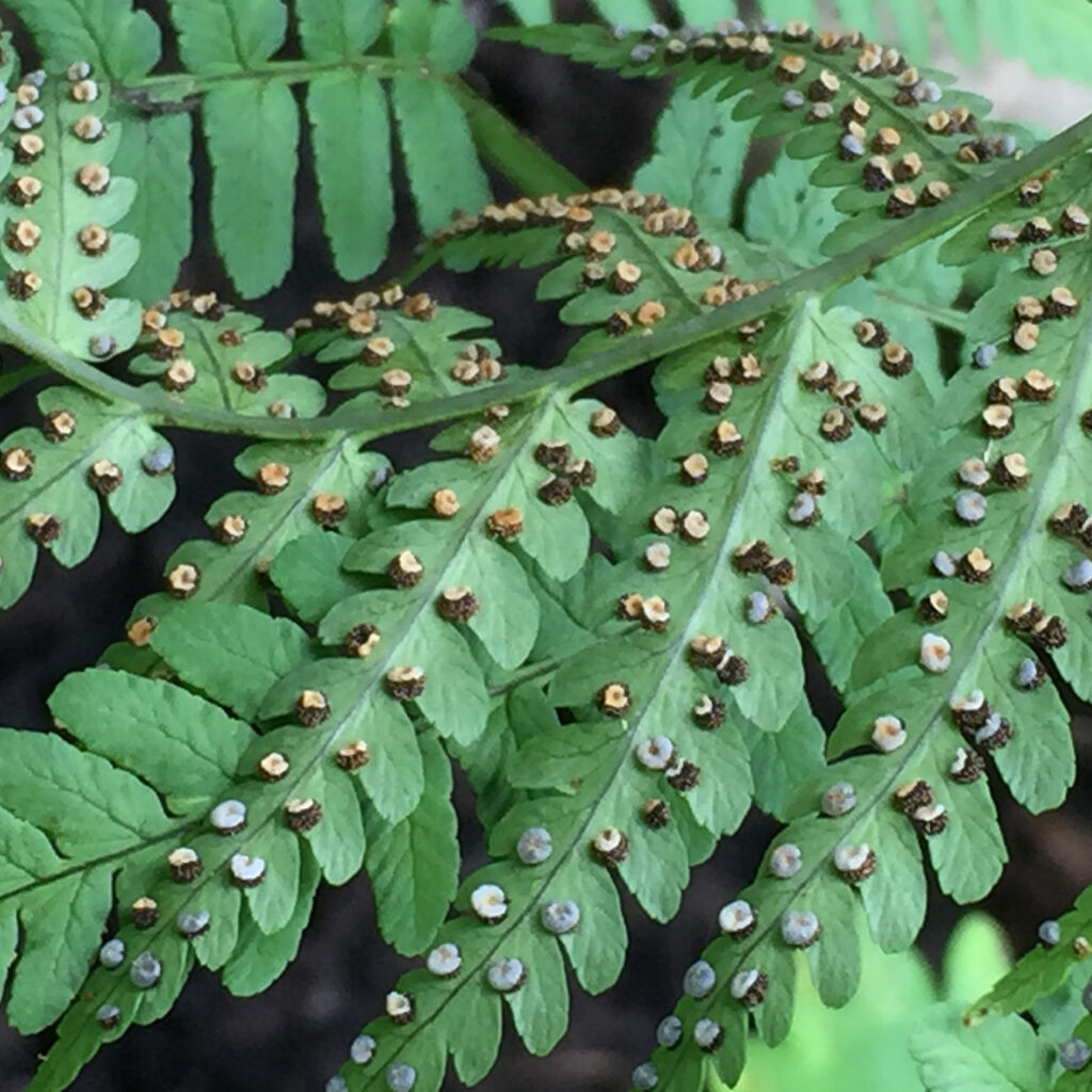 The sori consisting of stalked sporangia of native Dryopteris marginalis appear on either side of the medi­an vein of a pinnule in-between the margin and the midrib. 