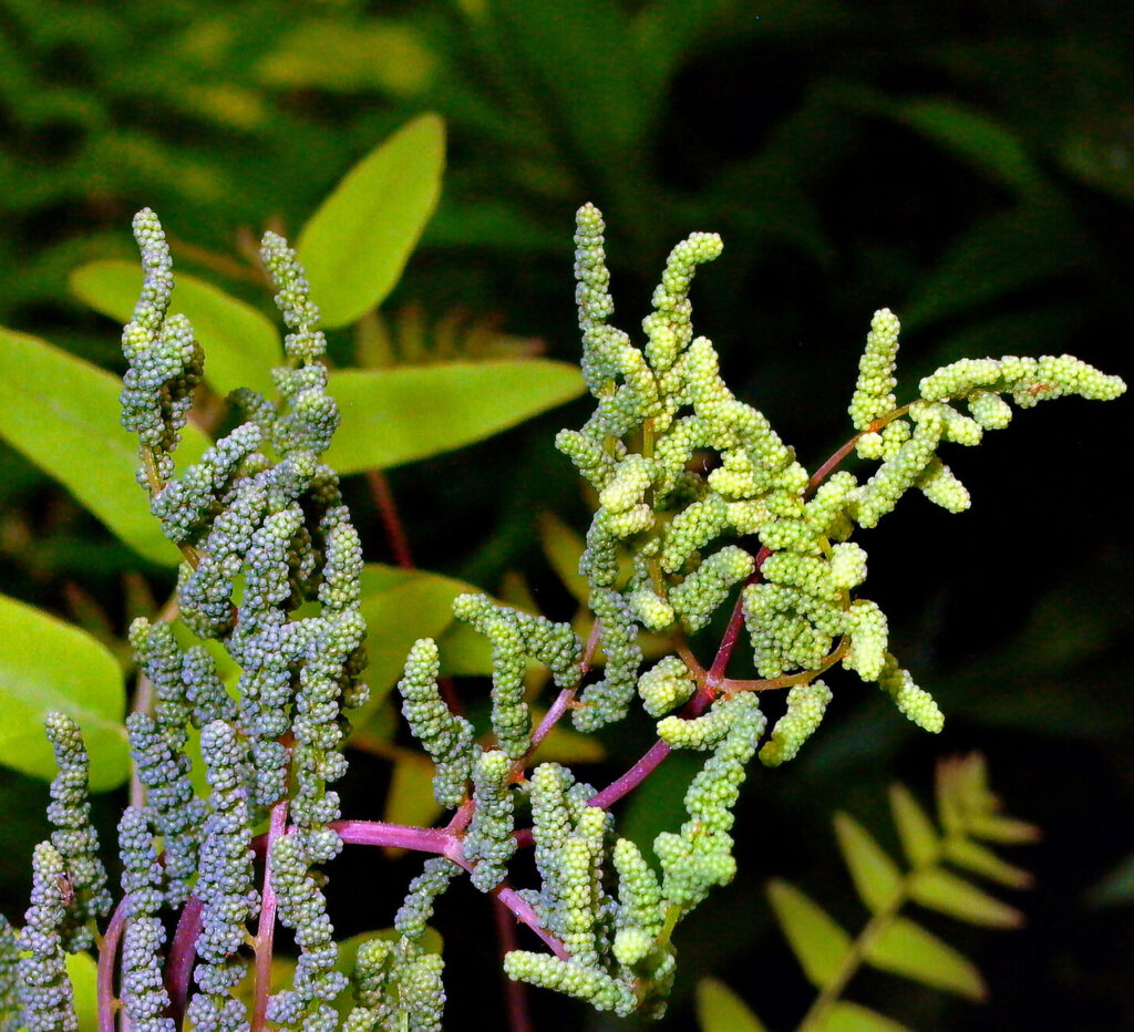 Bead-like sporangia atop the sterile, egg-shaped leaflets of Osmunda spectabilis