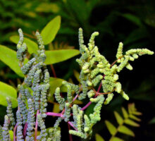 Bead-like sporangia atop the sterile, egg-shaped leaflets of Osmunda spectabilis