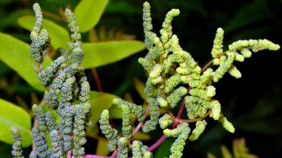 Bead-like sporangia atop the sterile, egg-shaped leaflets of Osmunda spectabilis
