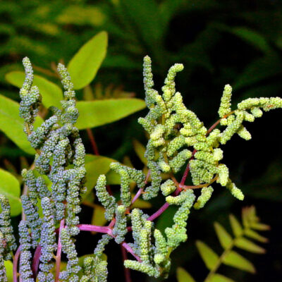 Bead-like sporangia atop the sterile, egg-shaped leaflets of Osmunda spectabilis