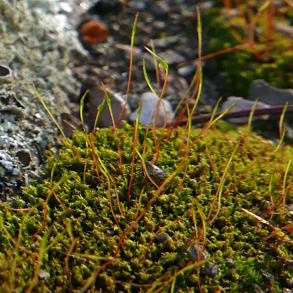 Each moss sporophyte  consists of a sporangium atop a seta.