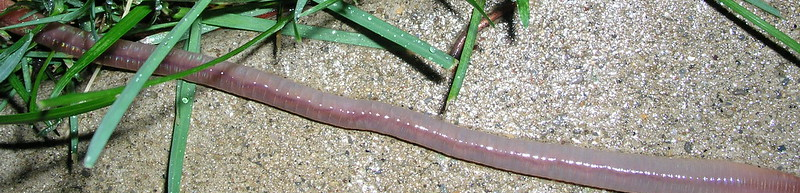 earth worm on sidewalk
