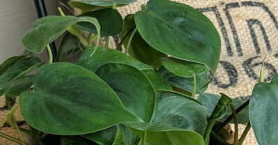 Philodendron leaves detail