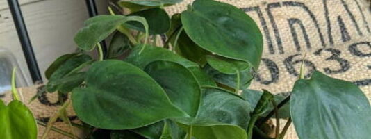 Philodendron leaves detail