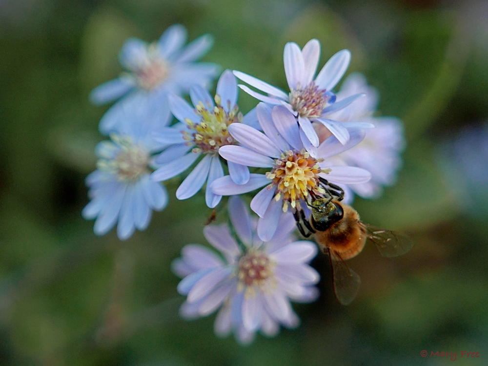 Blue wood aster at a forest edge