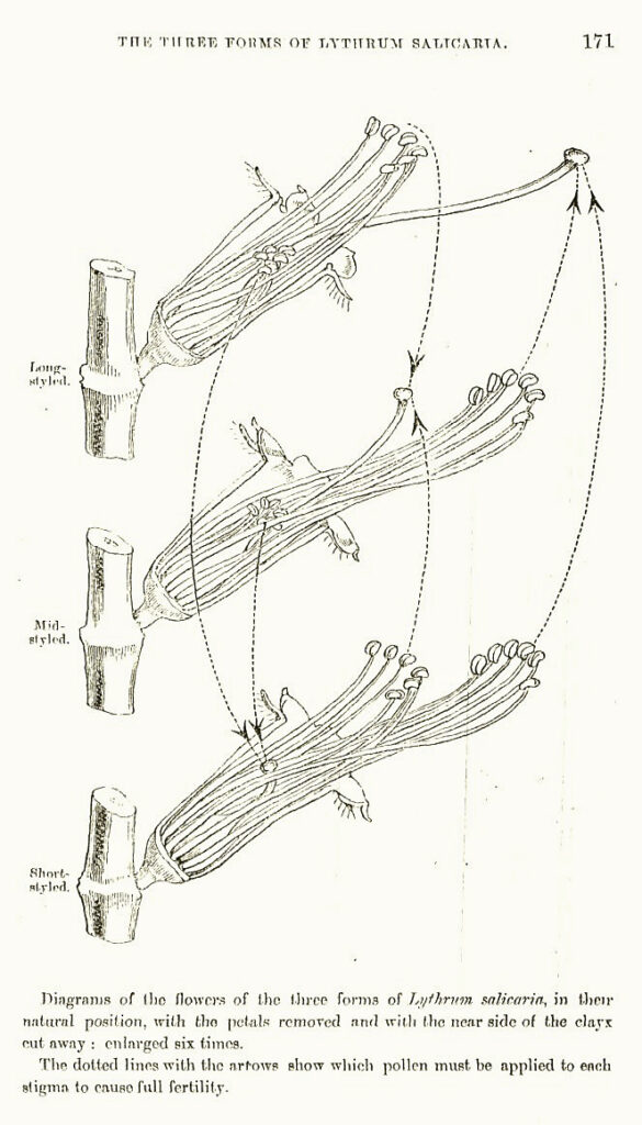 An illustration of Darwins observation of the trimorphic flowers of Lythrum salicaria (purple loosestrife).
