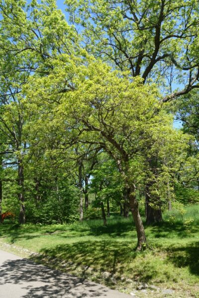 Dwarf chestnut oak in summer by road