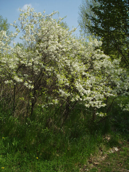 Blooming wild plum tree