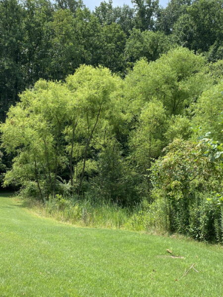 Black willow grove