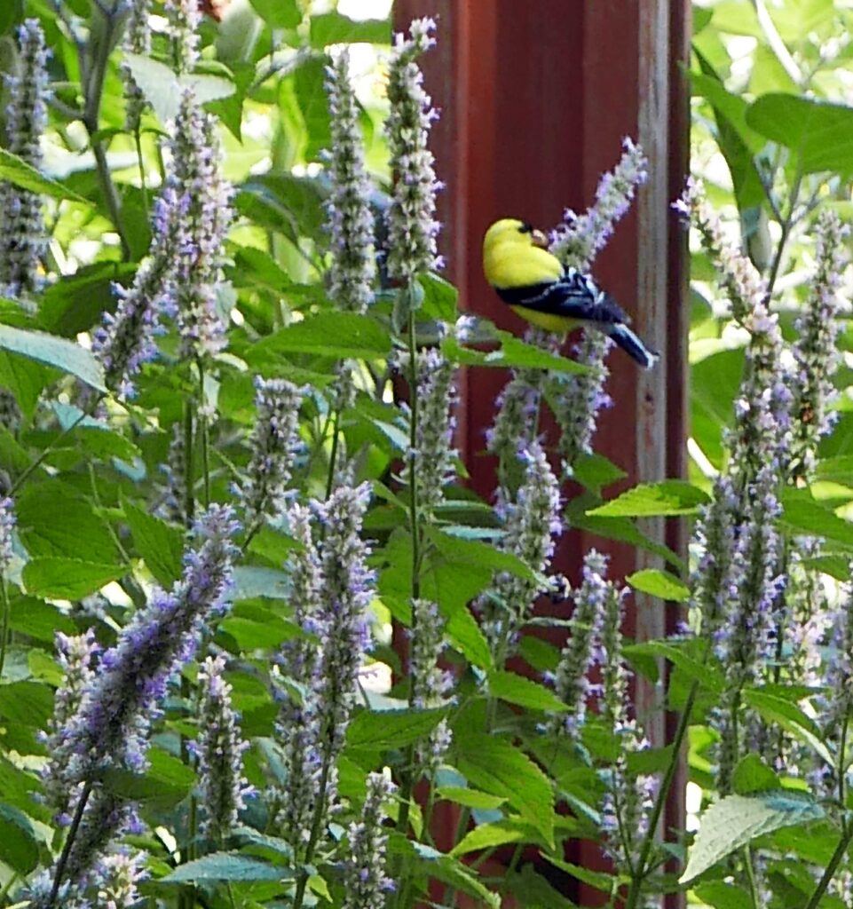 American goldfinch on Agastache foeniculum (blue giant hyssop)