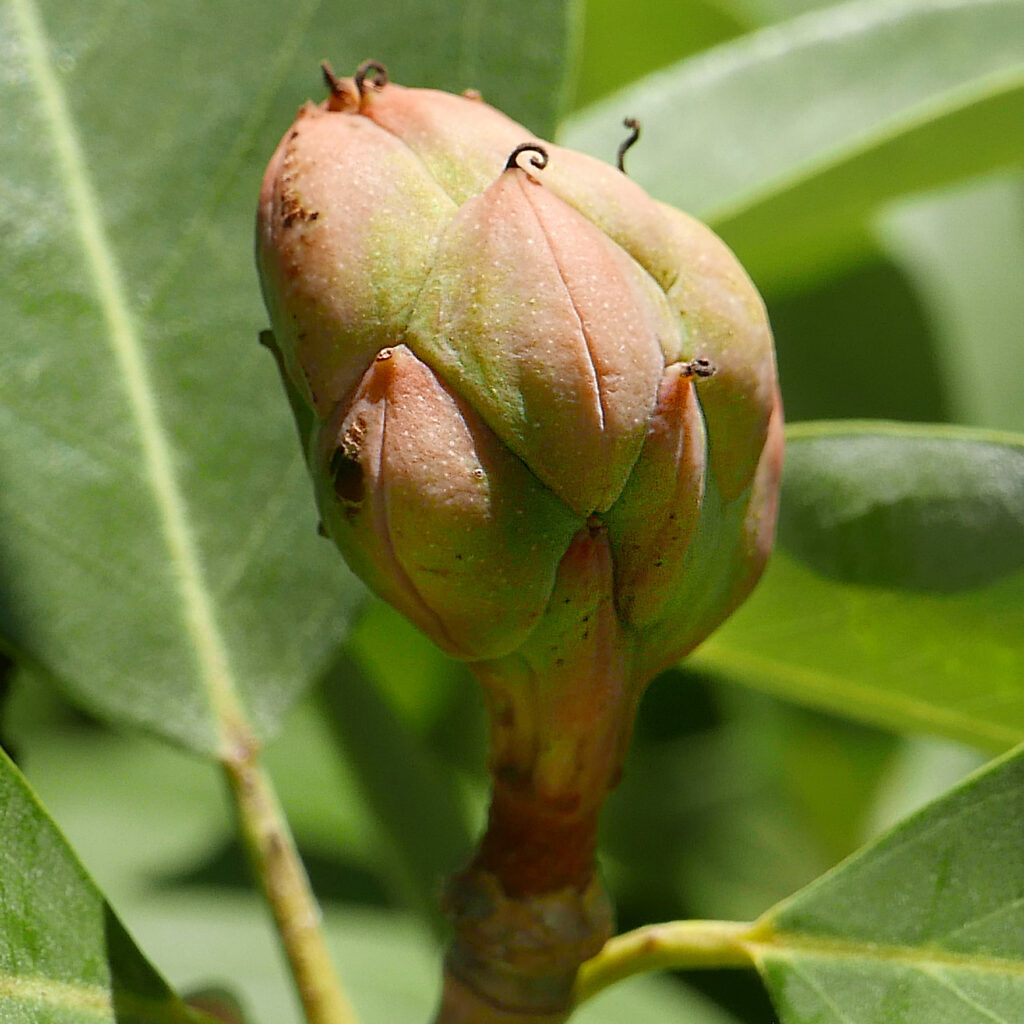 An aggregate of follicles of native Magnolia virginiana