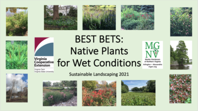 title slide with 14 photos of plants recommended for winter with green background