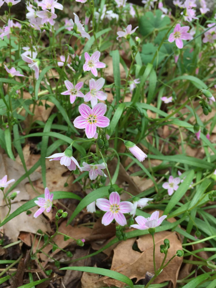 Claytonia virginica (spring beauty) flowers and leaves.