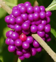 Four nutlets are encased within each drupe of Callicarpa americana (American beauty-berry)