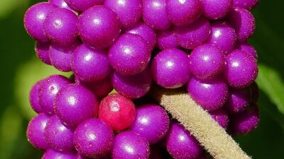 Four nutlets are encased within each drupe of Callicarpa americana (American beauty-berry)