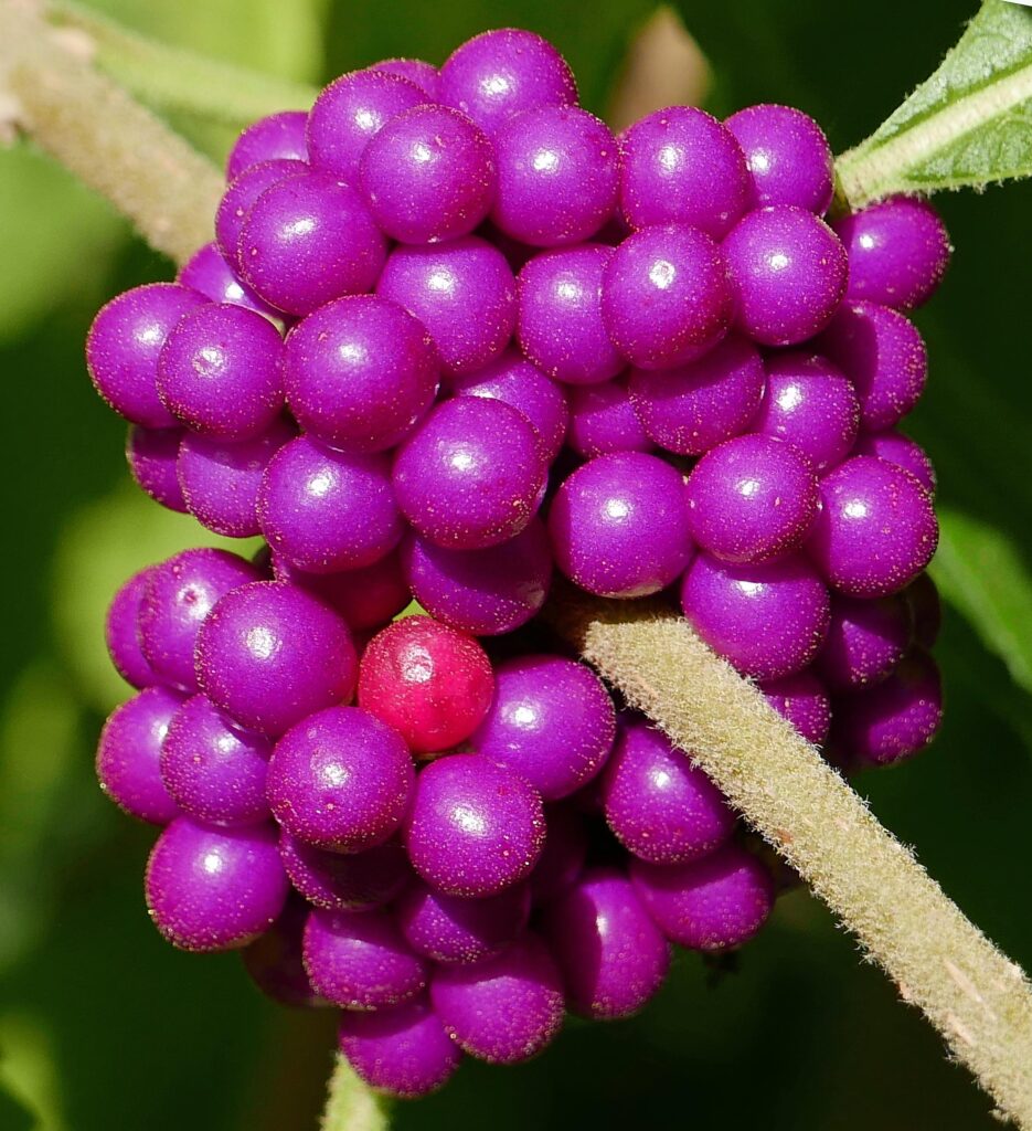 Four nutlets are encased within each drupe of Callicarpa americana (American beauty-berry)