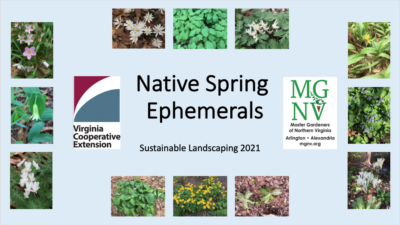Native Spring Ephemerals