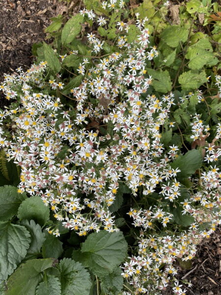White wood aster in September
