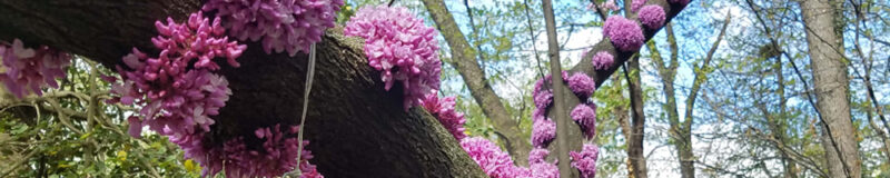 Redbud tree in bloom.