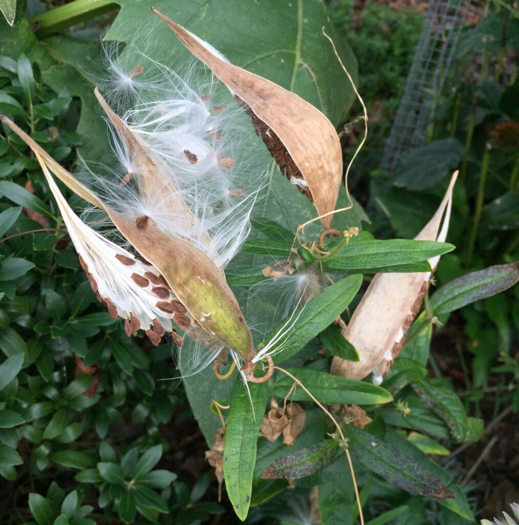 Dehisced follicles of Asclepias incarnata exposing seeds