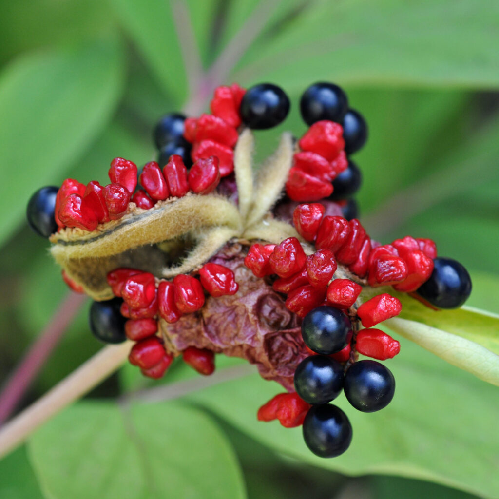 Five dehsiced follicles of Paeonia mascula