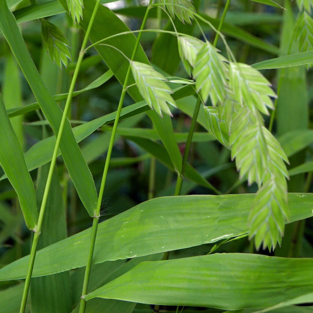 Glabrous culms (nodes and internodes), blades, and sheaths of Chasmanthium latifolium (river oats)