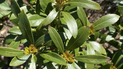 Glabrous leaves of native Ilex glabra (inkberry)