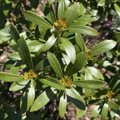 Glabrous leaves of native Ilex glabra (inkberry)