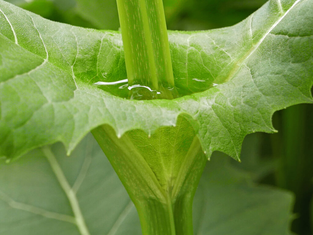 Glabrous stems of Silphium perfoliatum (cupplant)