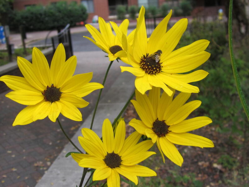 Narrow-leaved sunflower blooms
