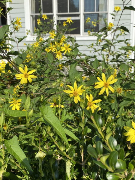Thin-leaved sunflowers