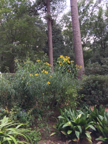Woodland sunflowers add height to perennial beds