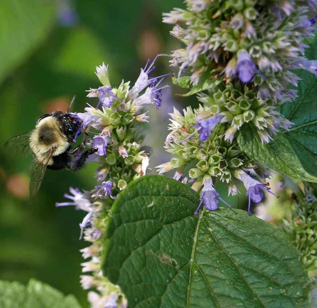 Nutlets in calyxes of Agastache foeniculum (blue giant hyssop)
