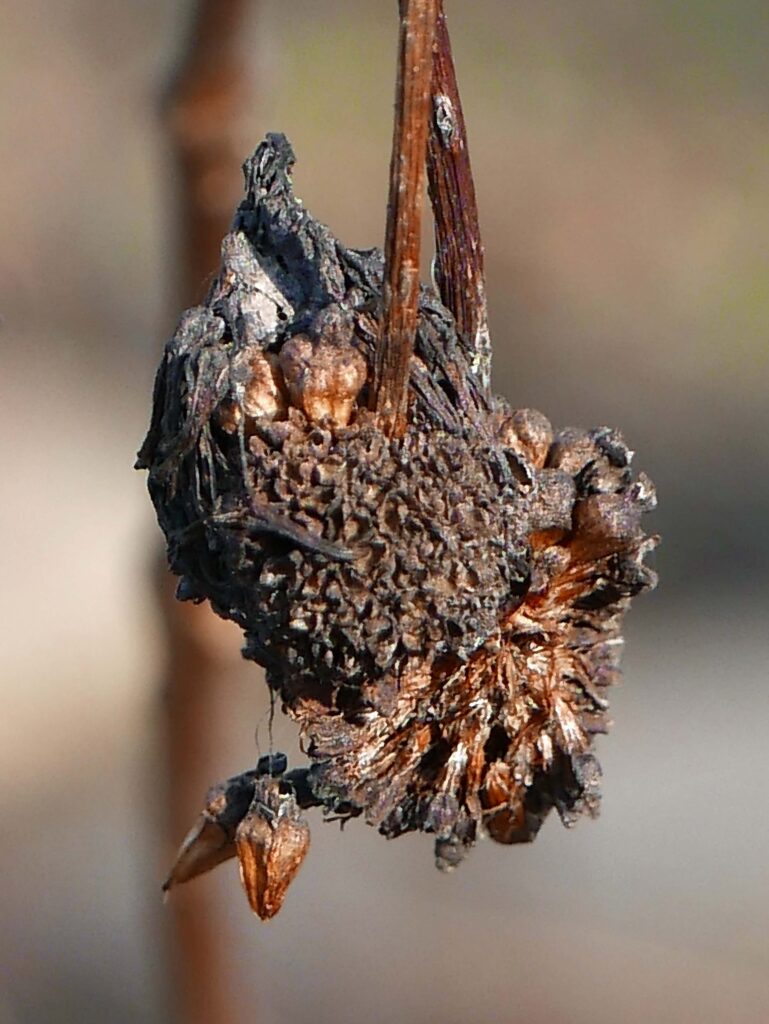 Persistent fruits exposing nutlets of Cephalanthus occidentalis (buttonbush)
