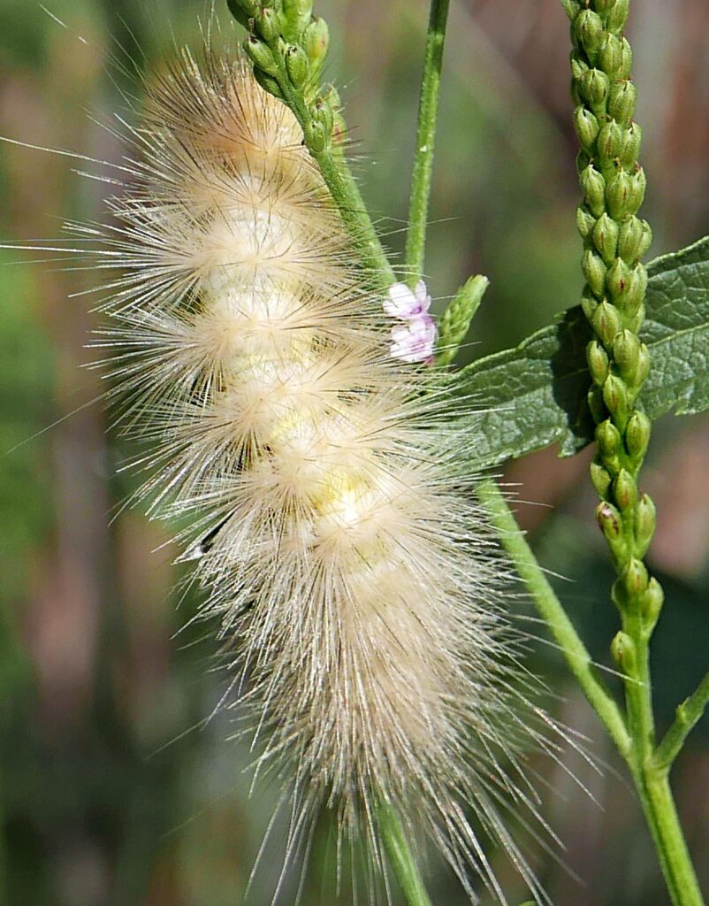 Yellow bear caterpillar climbs a spike of Verbena hastata (blue vervain)