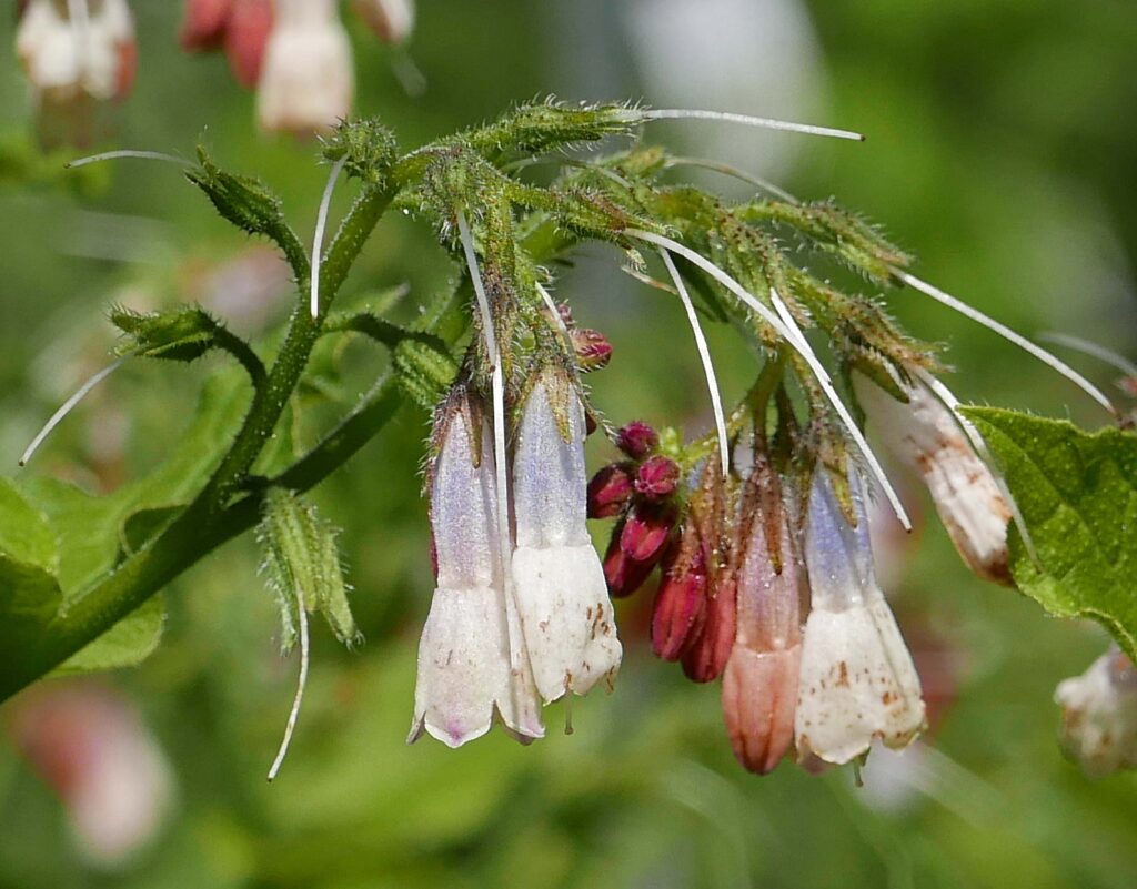 The protrudung styles show where nutlets of non-native Symphytum officinale (common comfrey) will develop in May. <br/>Photo © Mary Free