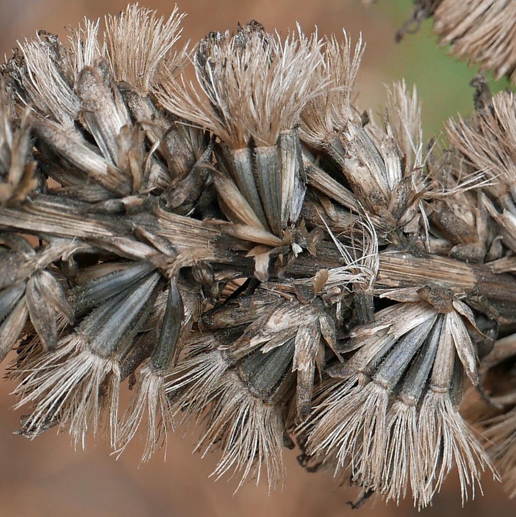 Antrorsely (upwardly directed) barbellate pappi of native Liatris spicata